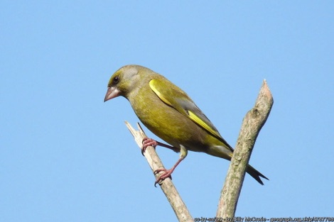 Greenfinch